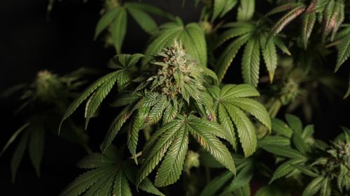 Free Close-up of a mature cannabis plant with detailed trichomes on leaves. Stock Photo