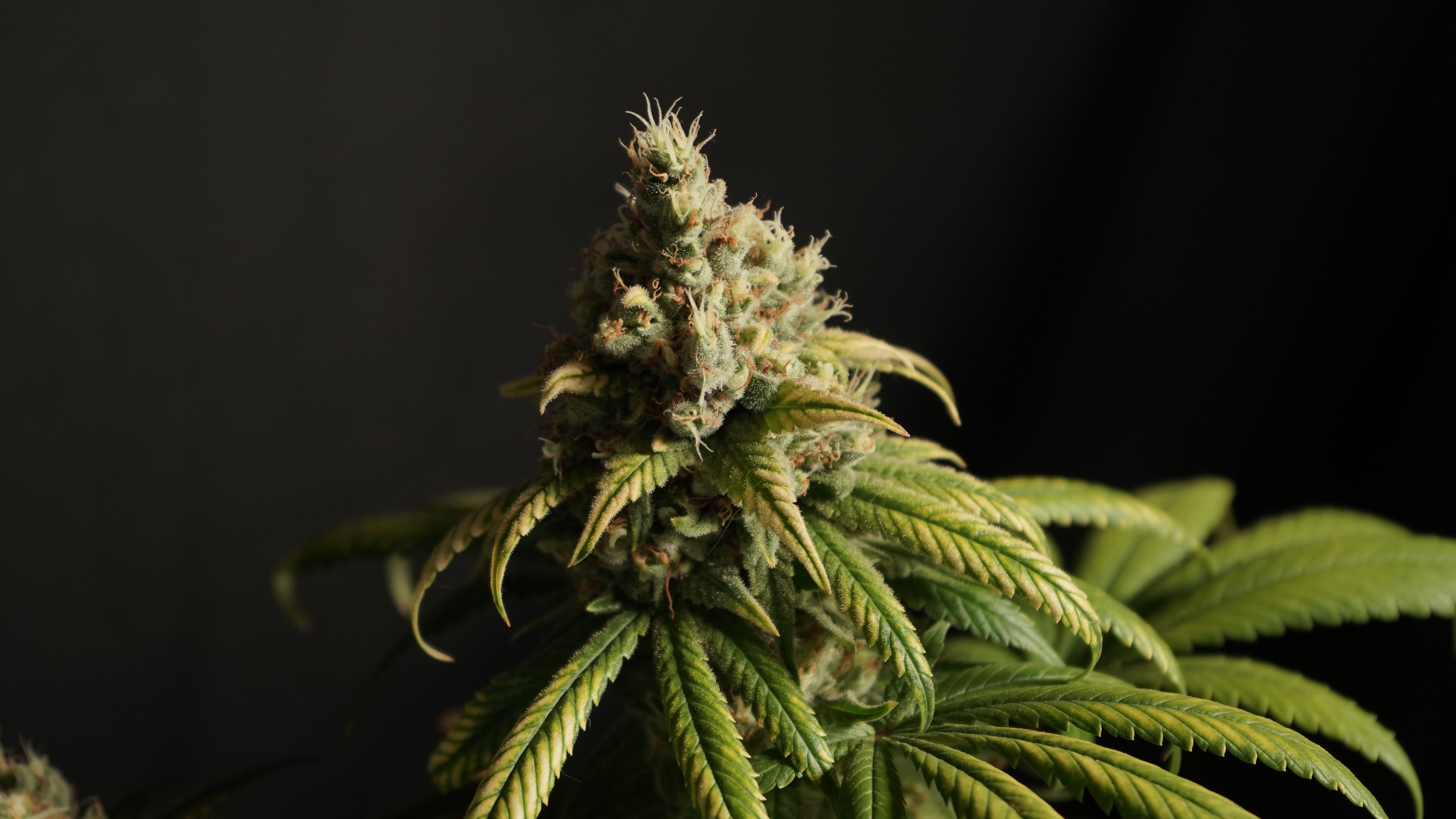 Detailed macro shot of a cannabis flower with trichomes and green leaves against a dark background.