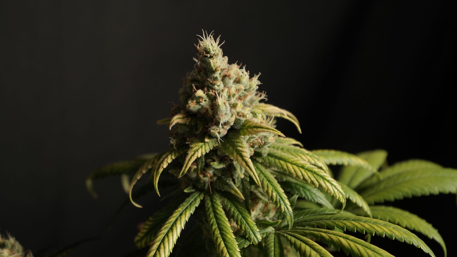 Detailed macro shot of a cannabis flower with trichomes and green leaves against a dark background.