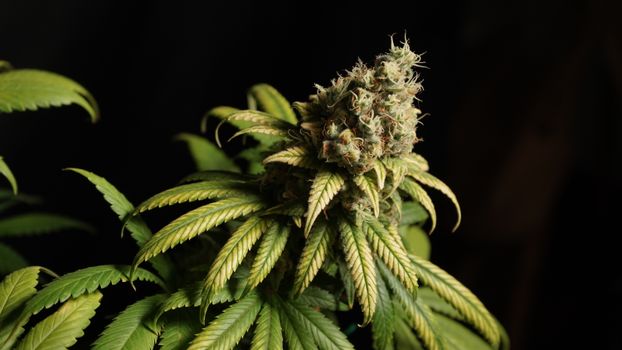 Detailed macro shot of cannabis plant showcasing mature bud and trichomes on a dark background.