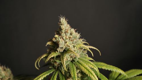 Free Detailed view of cannabis flower with trichomes against a dark background. Stock Photo