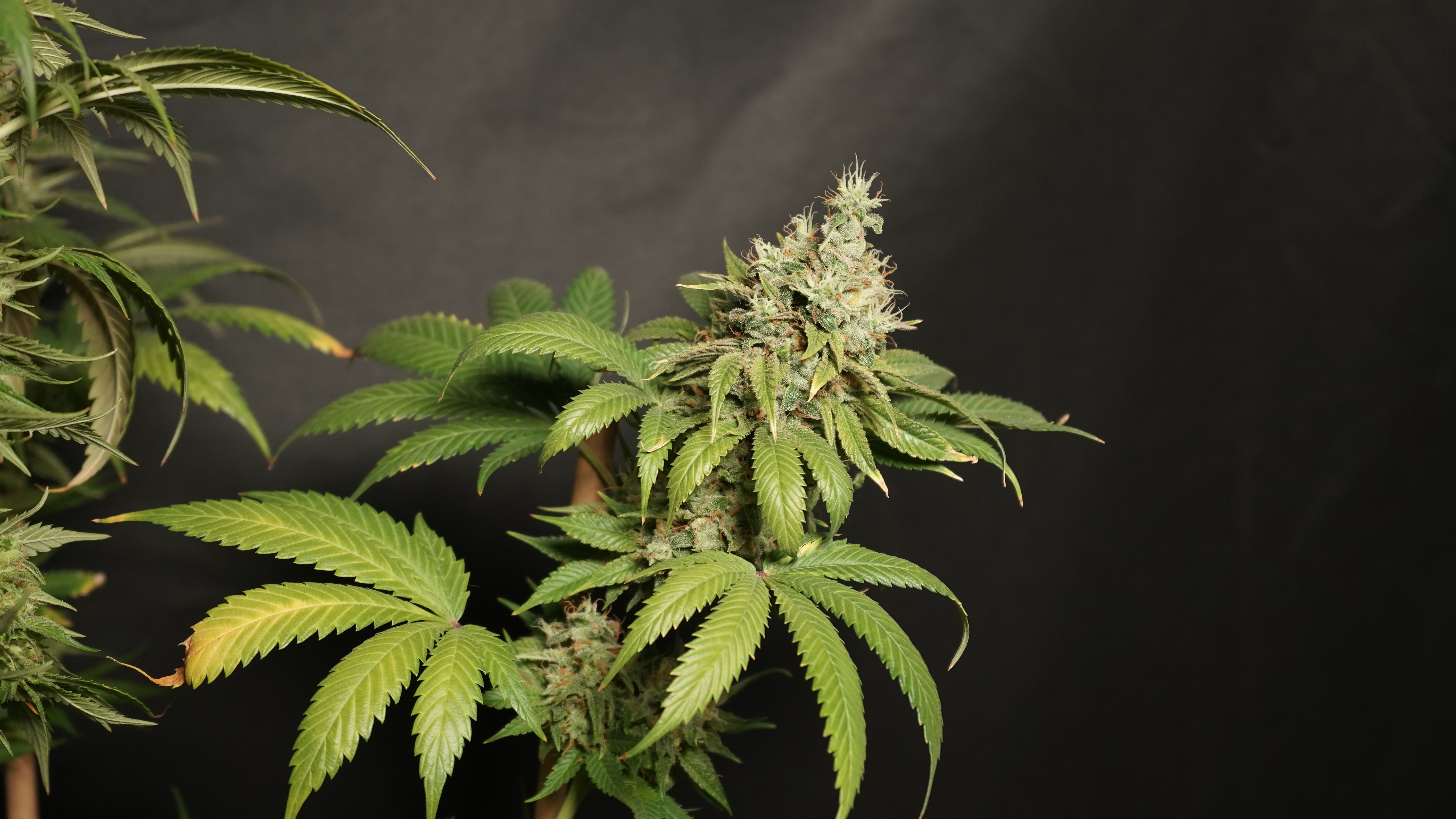 Close-up of a mature cannabis plant with trichomes and leaves, against a dark backdrop.