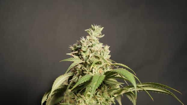 Close-up of a mature cannabis plant with trichomes on dark background.