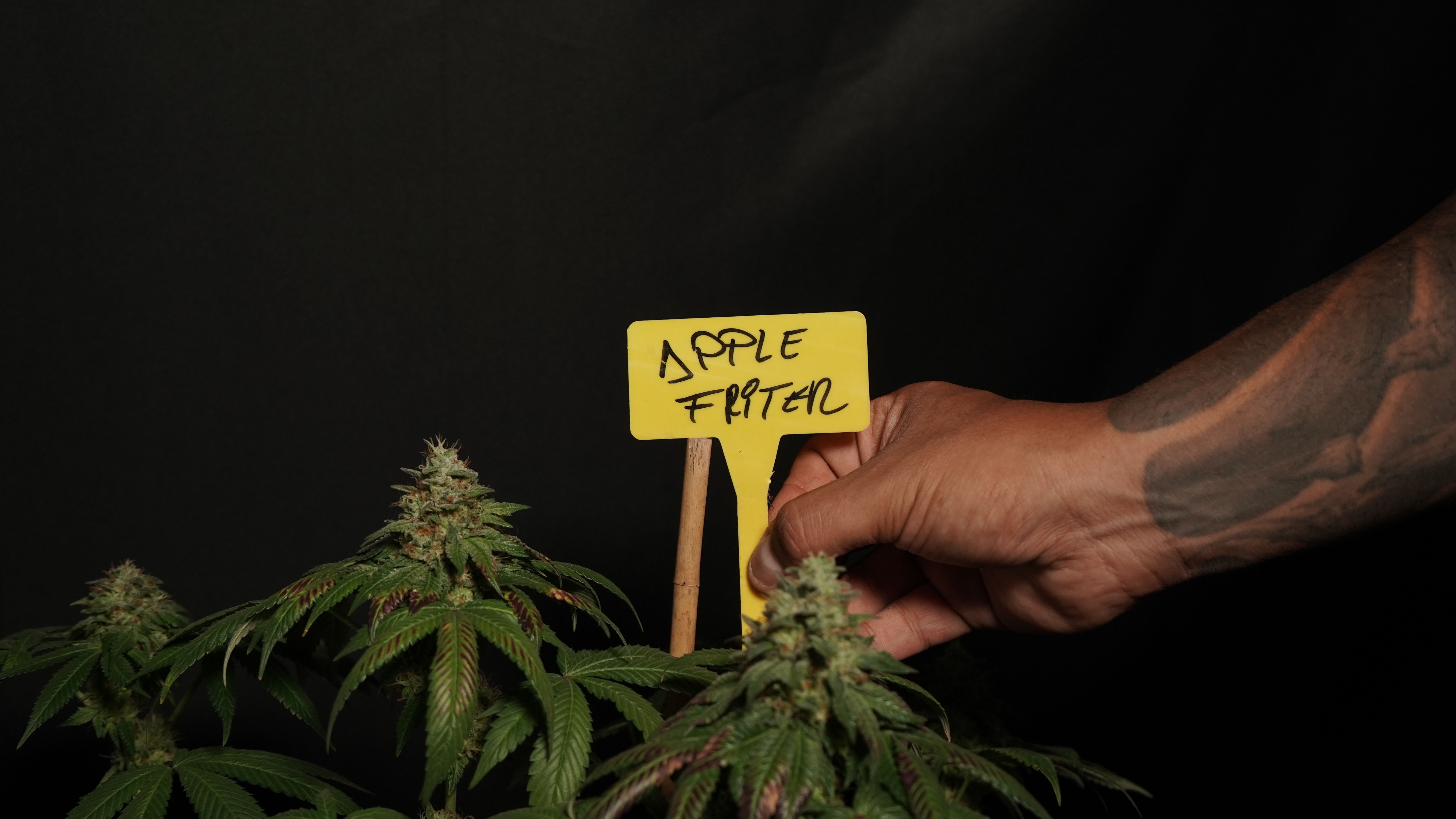cannabis, hemp oil, cannabis benefits — Photo by GB  The Green Brand on Pexels