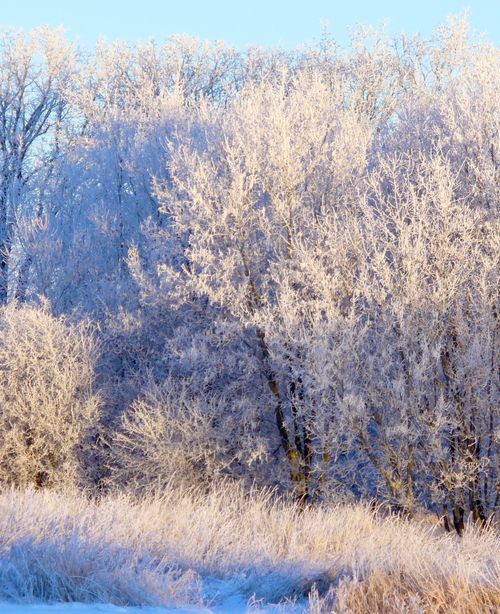 Free A beautiful winter scene with frost-covered trees under a clear blue sky, highlighting the season's beauty. Stock Photo