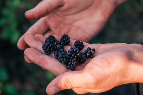 Free Close-up of hands holding freshly picked blackberries outdoors, showcasing nature's bounty. Stock Photo