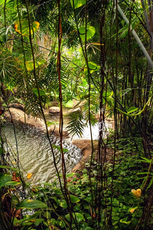 丛林背景, 叢林, 戶外 的 免费素材图片