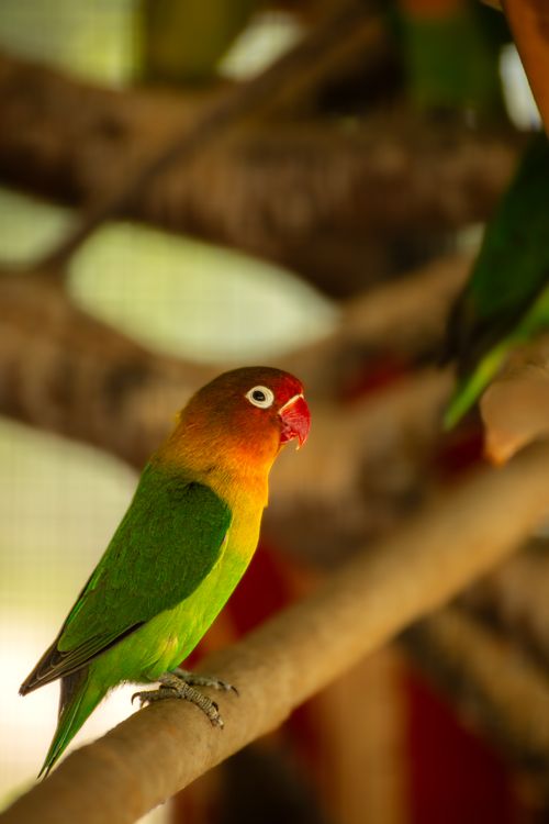 Free Close-up of a colorful lovebird sitting on a branch with blurred nature background. Stock Photo