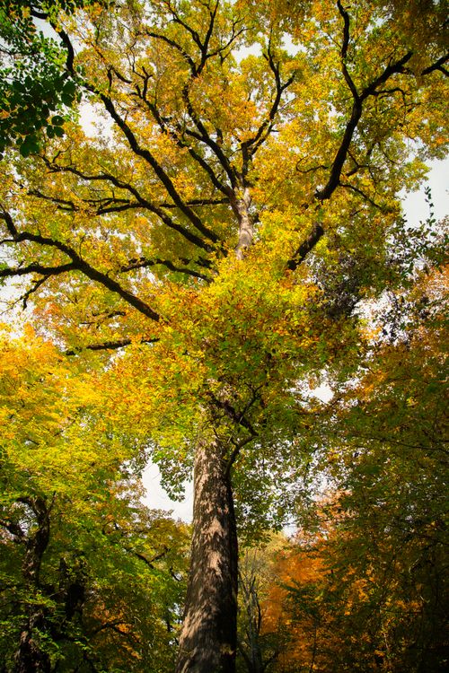 Free Tall oak tree with vibrant autumn leaves, showcasing nature's beauty in a sunny forest setting. Stock Photo