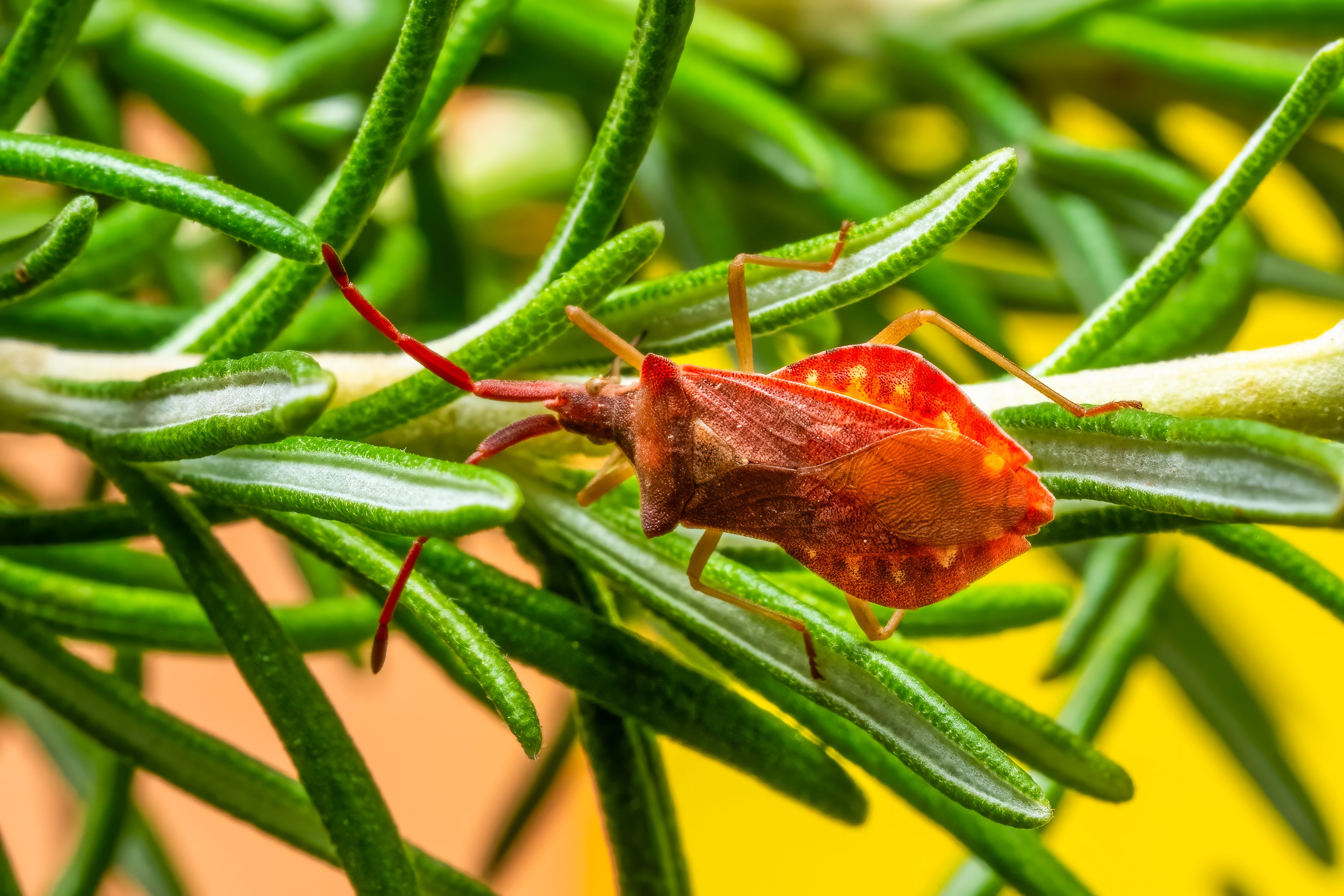Macro shot of a Coreidae bug perched on a rosemary leaf against a vibrant yellow backdrop.