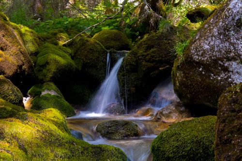 Free A tranquil brook flowing through moss-covered rocks in a lush forest in Steiermark, Austria. Stock Photo