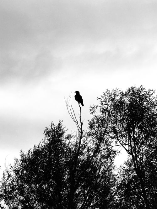 Free A silhouetted bird perched on a tree against a cloudy sky, captured in monochrome. Stock Photo