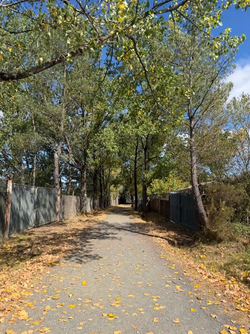 Free Peaceful path with fallen leaves and trees in Galicia, Spain, under a bright blue sky. Stock Photo