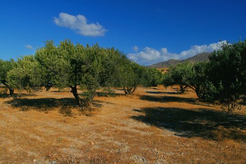 Free Beautiful view of an olive grove with trees under a clear blue sky and mountain backdrop. Stock Photo