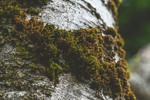 Free Detailed view of vibrant green moss covering a tree trunk, showcasing nature's texture. Stock Photo