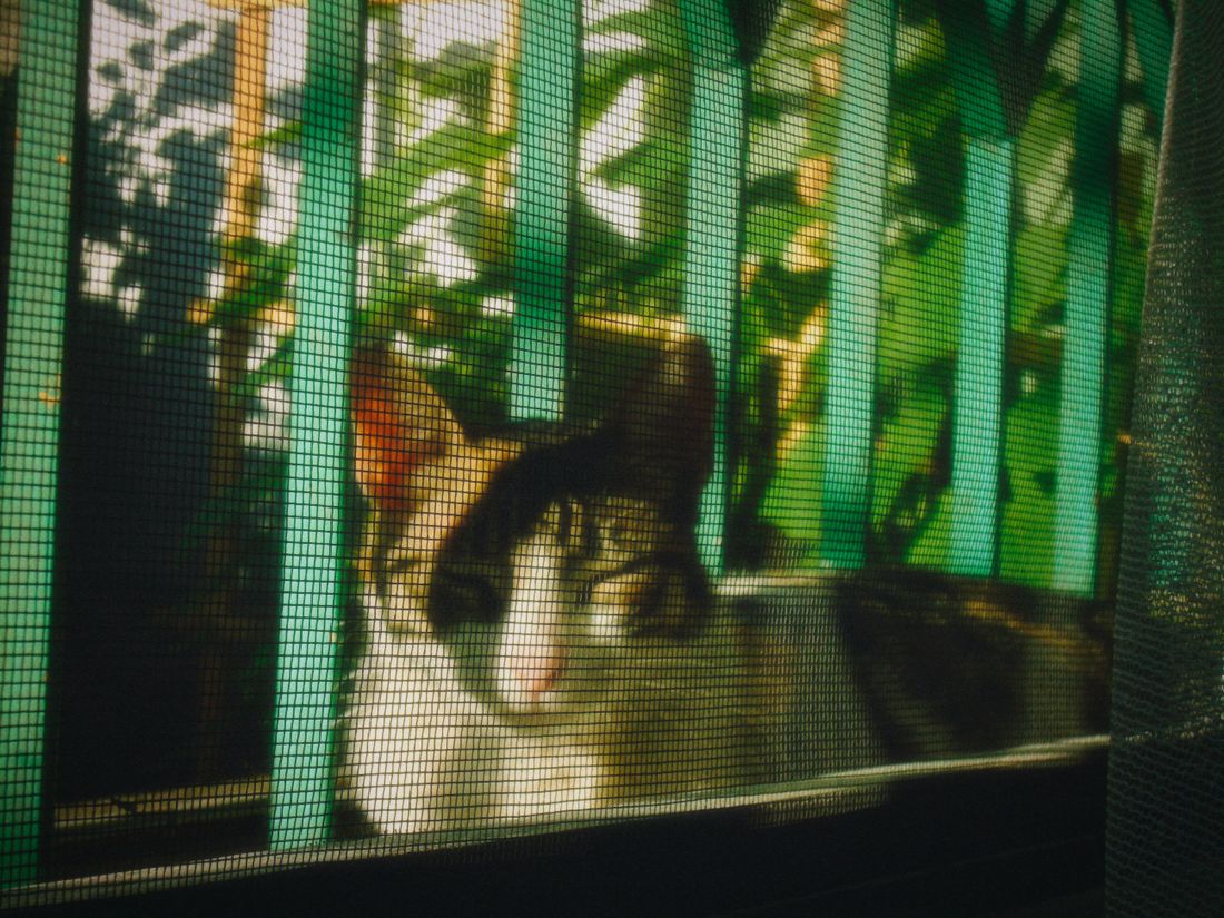 Cat relaxing behind a window screen with sunlight and greenery outside
