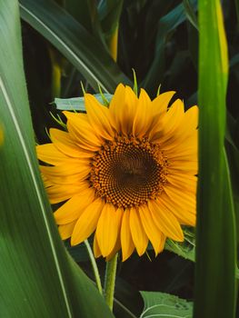 Close-up of a vibrant sunflower surrounded by lush green leaves, capturing nature's beauty.