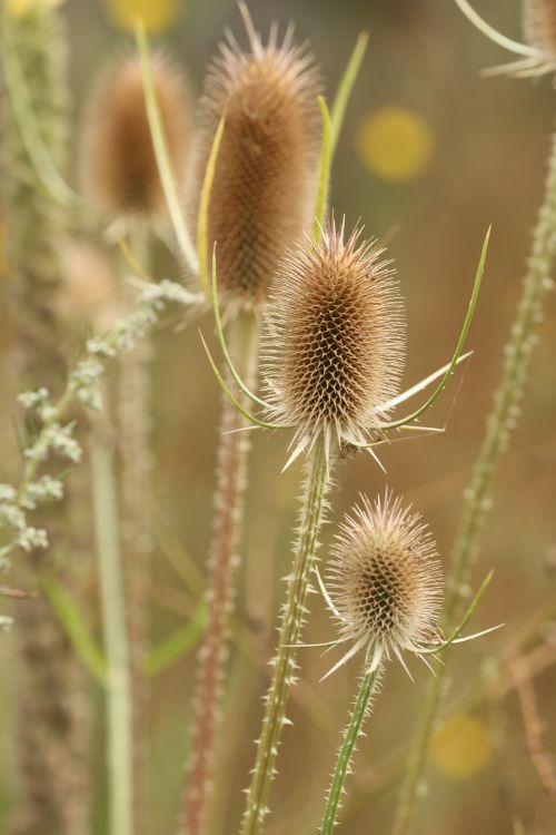 Free Detailed view of a wild teasel plant showcasing its unique spiky texture in a natural setting. Stock Photo