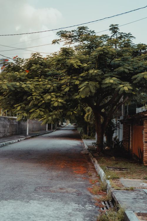 Free Quiet street lined with lush trees in Natal, Brazil, offering a peaceful urban escape. Stock Photo