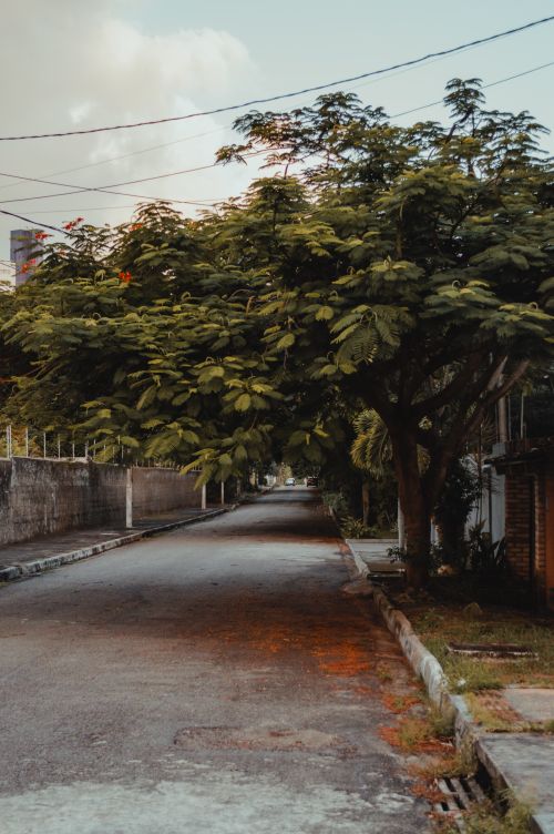 Free Quiet residential street in Natal, Brazil, shaded by lush green trees, captured during the day. Stock Photo