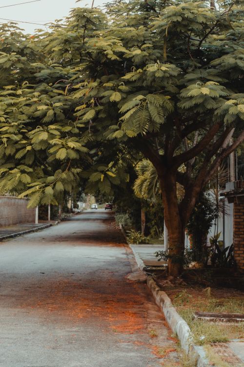 Free Serene tree-lined street in Natal, Brazil, showcasing lush foliage and tranquil ambiance. Stock Photo