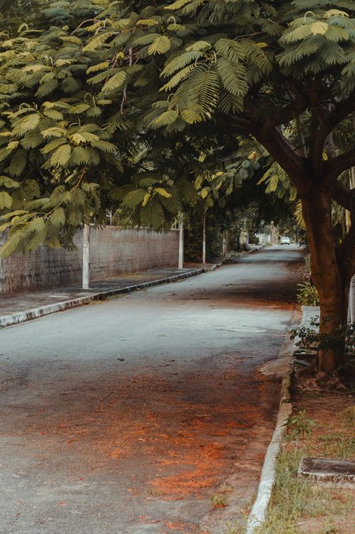 Free A tranquil tree-lined street in Natal, RN, Brasil during daytime. Stock Photo