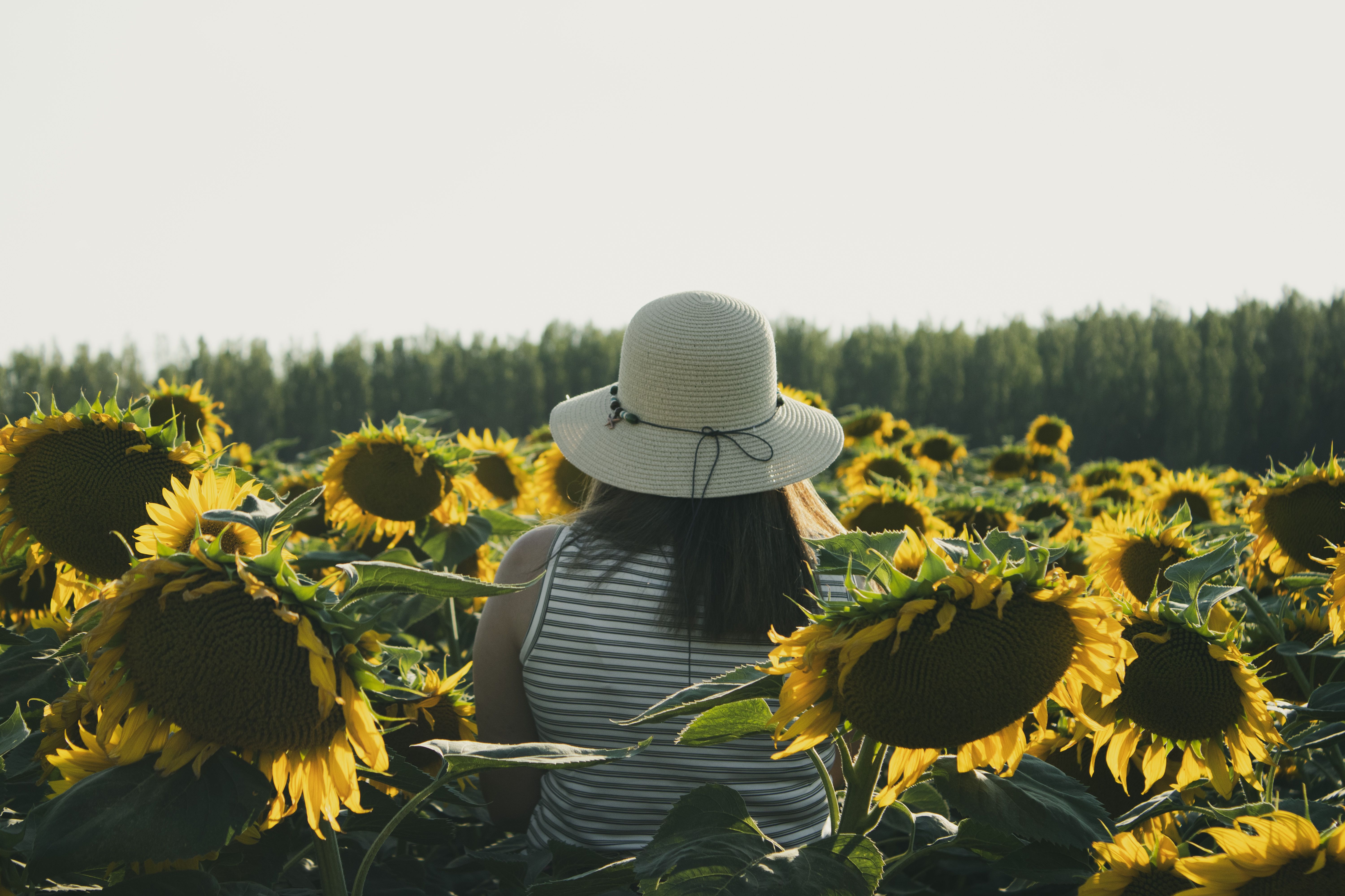 麦わら帽子をかぶった女性がひまわり畑に立つ · 無料の写真素材