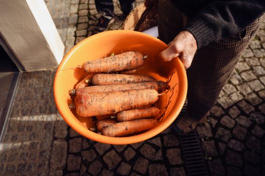 A bowl of freshly harvested carrots held outdoors on a cobblestone path in Bayern, Germany.
