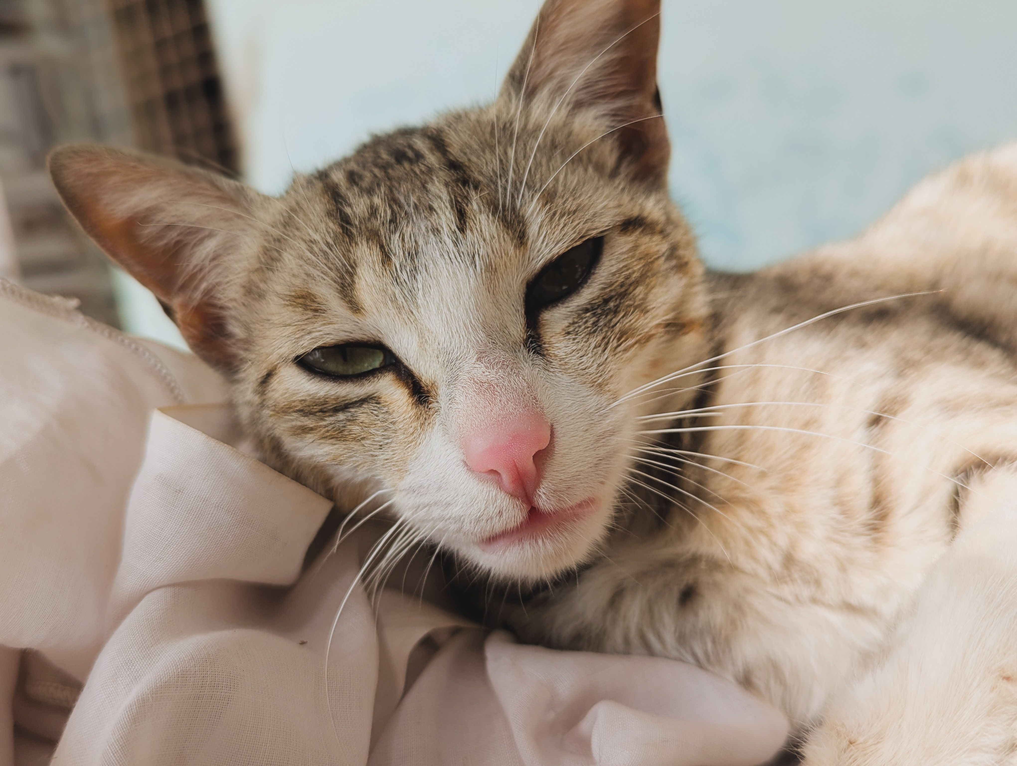 A cat undergoing diagnostic blood testing at a veterinary clinic