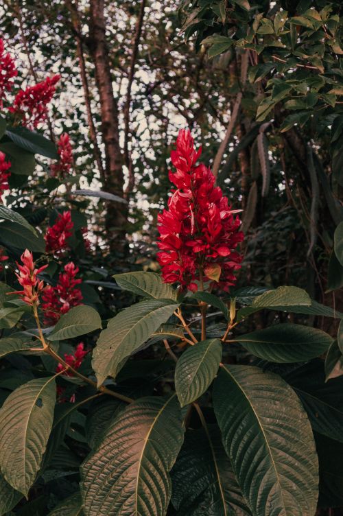 Free Bright red flowers bloom in lush greenery in Natal, showcasing Brazil's vibrant flora. Stock Photo