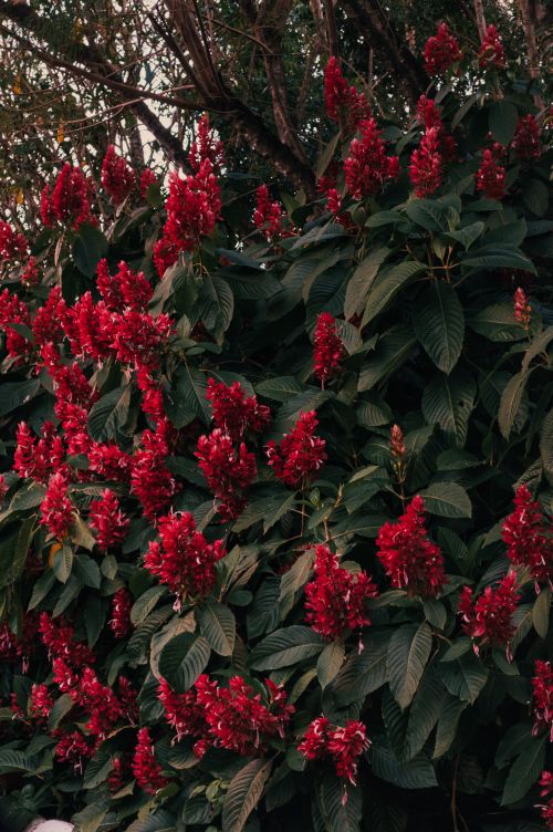 Free Lush Pachystachys Coccinea flowers in full bloom, showcasing rich red hues and dense foliage in Natal, Brasil. Stock Photo
