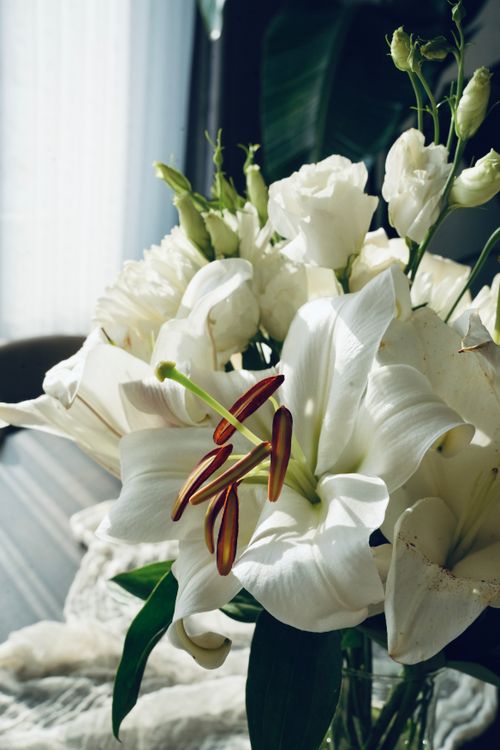 Free Beautiful white lilies in sunlight, creating a serene and elegant ambiance indoors. Stock Photo
