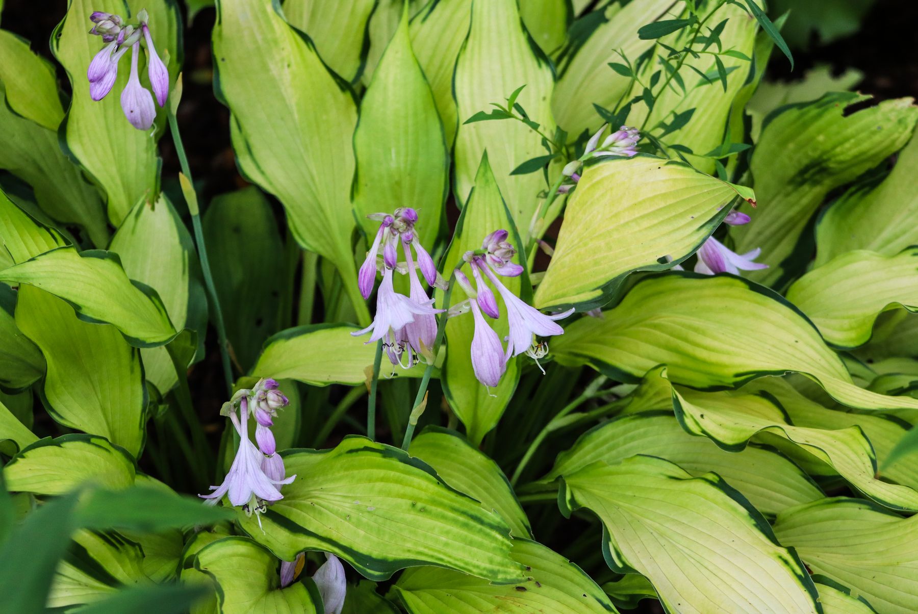 Hosta foliage can become ragged, slug-damaged, and soggy as summer ends. When leaves have clearly declined, cutting them Hosta foliage can become ragged, slug-damaged, and soggy as summer ends. When leaves have clearly declined, cutting them