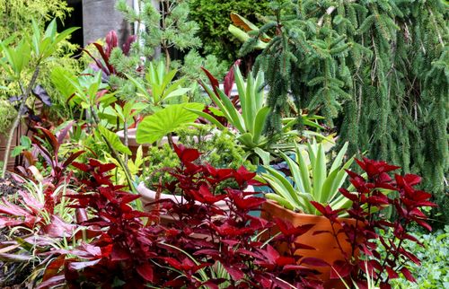 Free A lush garden featuring diverse plants with vibrant green and red foliage, showcasing nature's beauty. Stock Photo