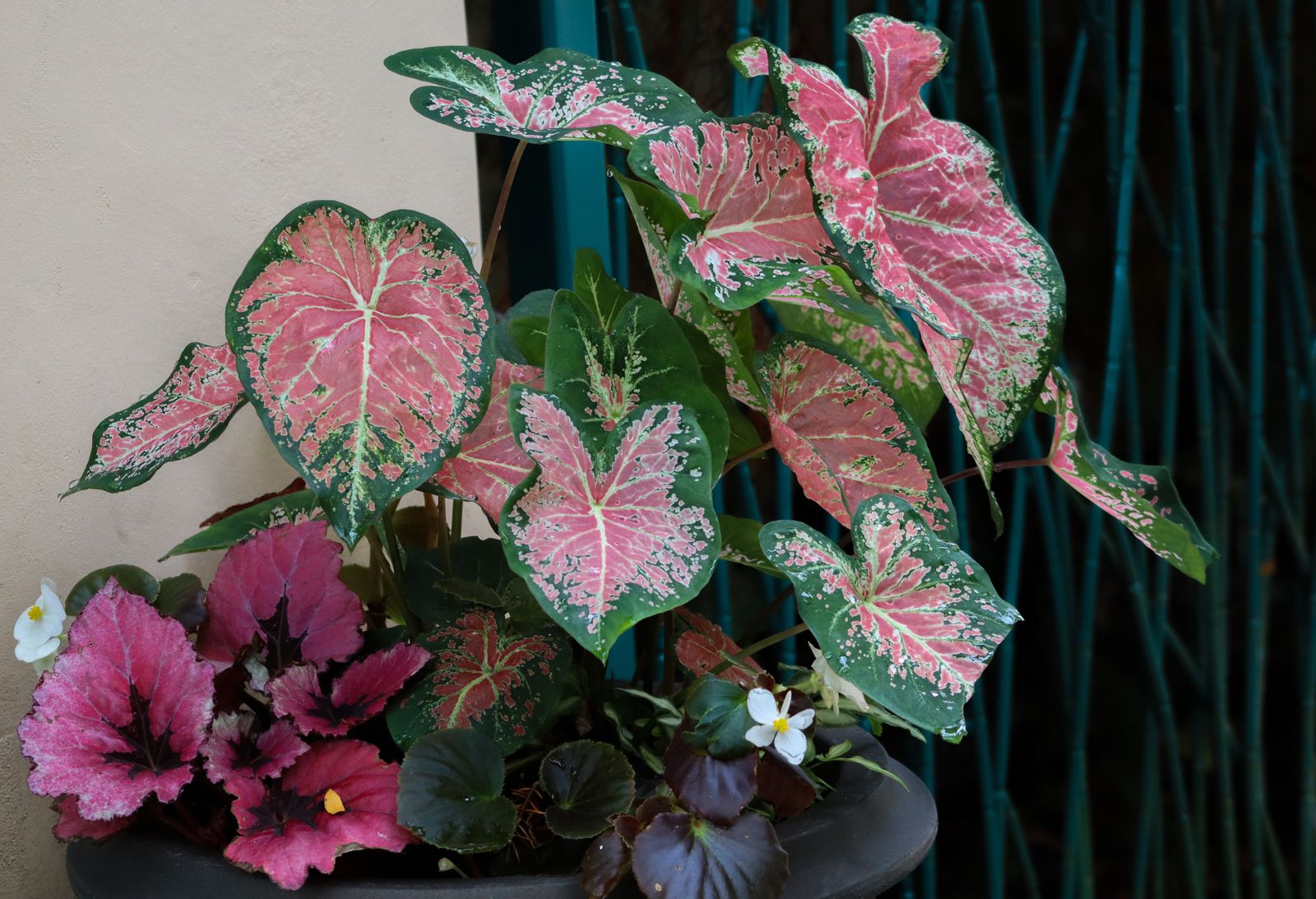 Plantas afetivas de jardim de vó: como cultivar em apartamento