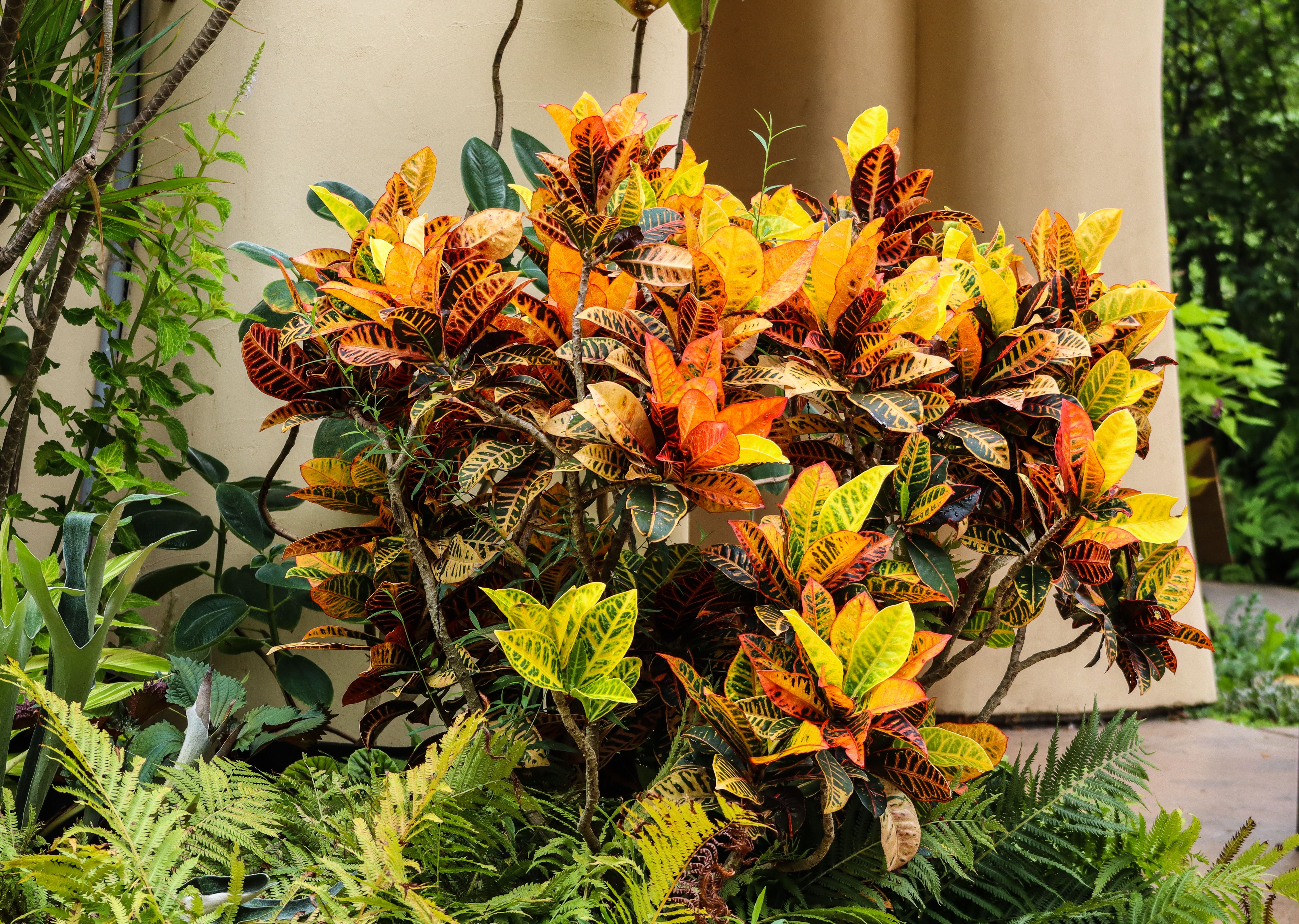 Pianta ornamentale con foglie gialle e arancioni
