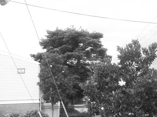 Free stock photo of apartment, trees Stock Photo