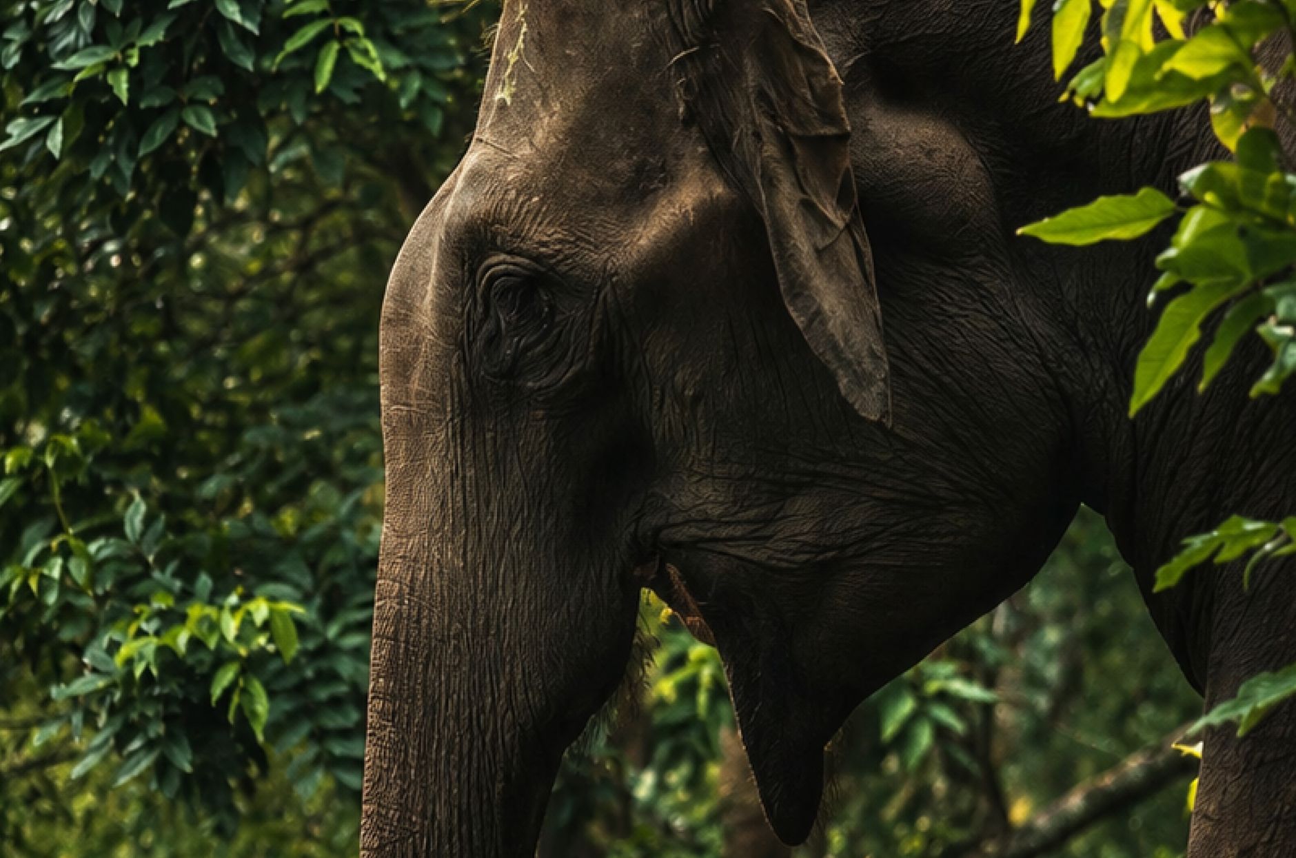 Madikeri Elephant Camp Timings and Visitor Guide