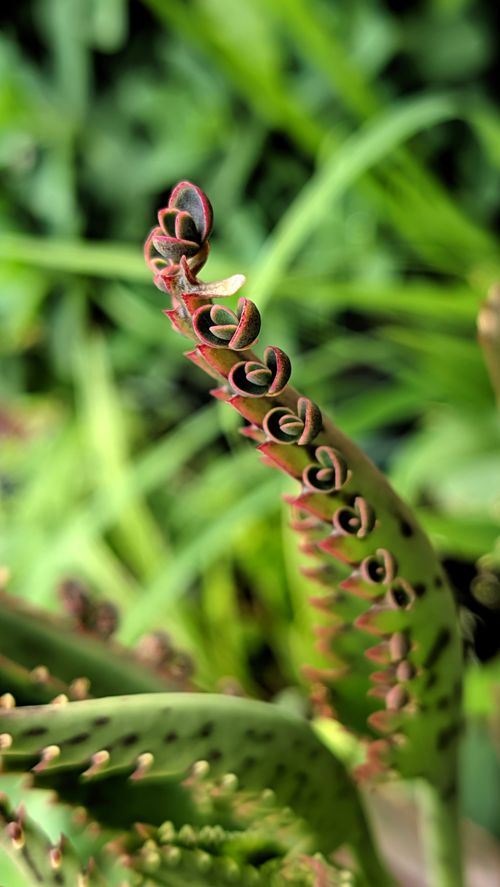 Free Detailed view of Bryophyllum daigremontianum leaves with plantlets outdoors in a garden. Stock Photo