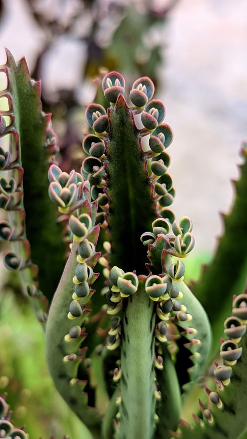 Free Detailed view of Bryophyllum daigremontianum leaves with vibrant colors. Stock Photo