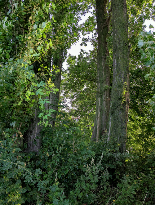 Free Dense greenery and tall trees captured on a bright summer day. Stock Photo