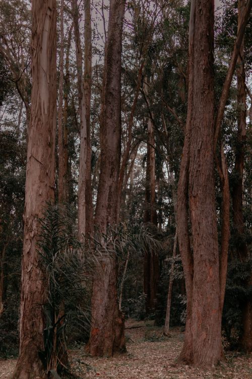 Free A serene view of towering eucalyptus trees in a lush forest setting, capturing the essence of nature. Stock Photo