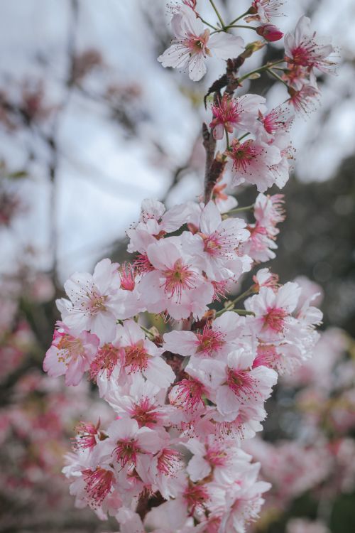 Free Close-up of pink cherry blossoms on a tree, symbolizing the arrival of spring. Stock Photo