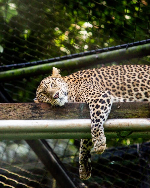 茶色の木の板で眠っているヒョウ