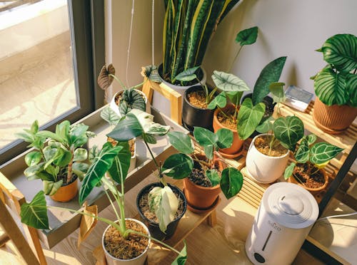 Free From above of various pots with green plants placed on lumber shelves in modern apartment Stock Photo