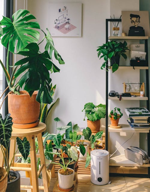 Green Potted Plants 