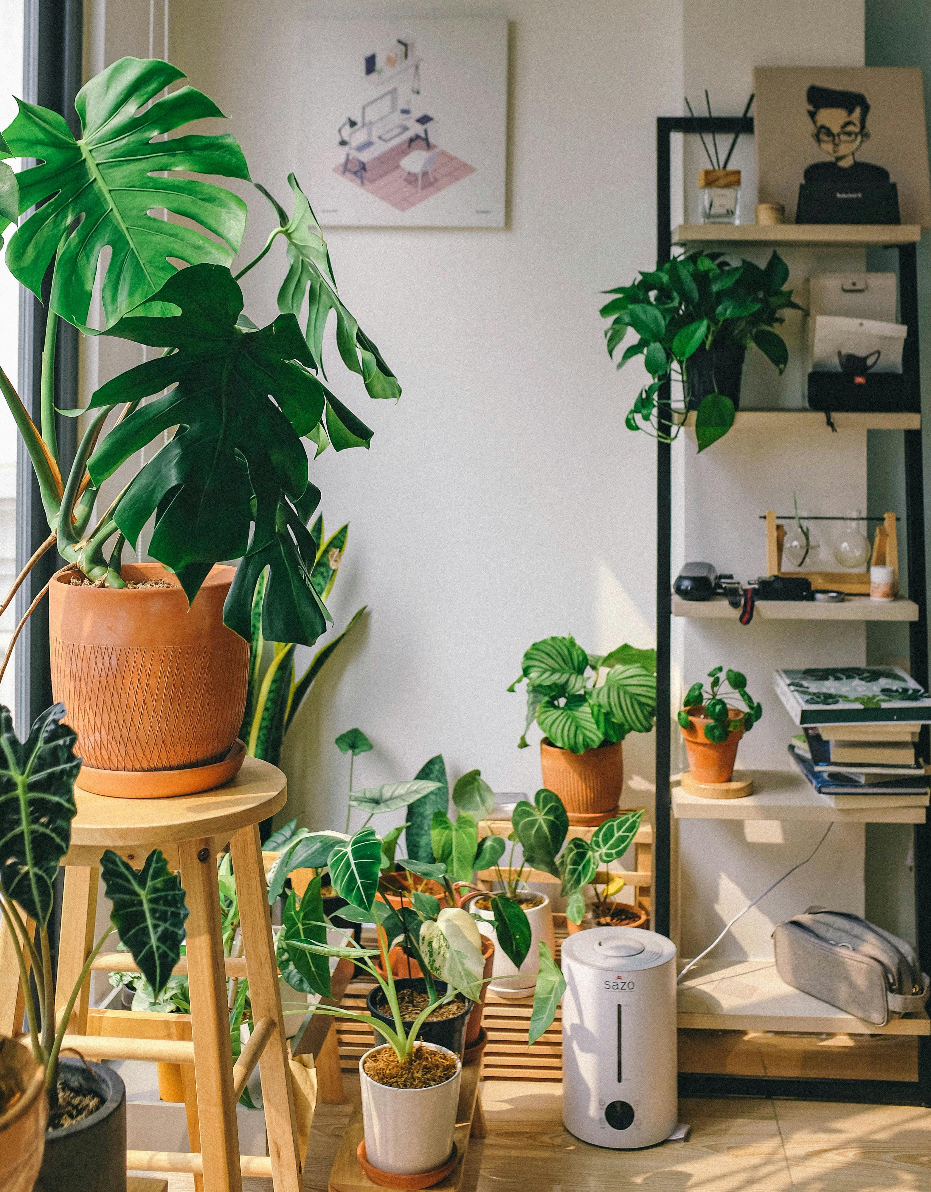 Green Potted Plants · Free Stock Photo