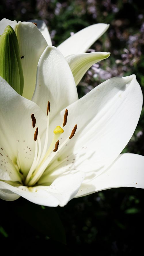 Free Close-up of a white lily flower with delicate petals and stamens, showcasing natural beauty. Stock Photo