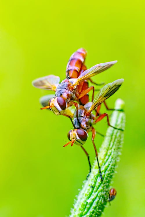 Δωρεάν στοκ φωτογραφιών με chennai, έντομα, ζεύγος