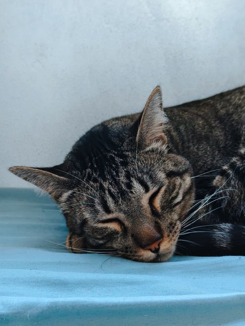 Free A serene tabby cat peacefully sleeping on a soft blue surface, expressing calmness and tranquility. Stock Photo